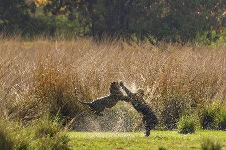 Téléchargez les photos : Lutte contre les tigres du Bengale dans le parc national de Ranthambhore, rajasthan, Inde, Asie - en image libre de droit