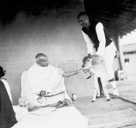Photo for Mahatma Gandhi fondling a newborn four hours old calf, held by Balwant Singh, at Sevagram Ashram, 1937 - Royalty Free Image