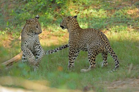 Foto de Dos leopardos juegan en el parque nacional de Yala, Sri Lanka - Imagen libre de derechos