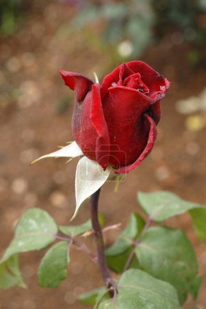 The Centenary Rose Garden Vijayanagaram Rose Garden ; Udhagamandalam Ooty in the Nilgiri mountains ; Tamil Nadu ; India