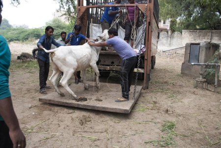 Foto de Hombres tratando de atrapar toro, pushkar, rajasthan, india, asia - Imagen libre de derechos