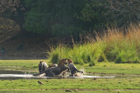 Téléchargez les photos : Famille de tigres sauvages, mère avec trois petits sous-adultes ou juvéniles, jouant dans une prairie humide au bord d'un lac dans le parc national de Ranthambhore en Inde - en image libre de droit