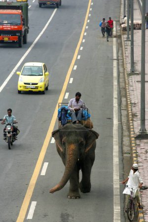 Photo for Elephant on Eastern Express road, Chembur, Mumbai, Maharashtra, India, Asia - Royalty Free Image