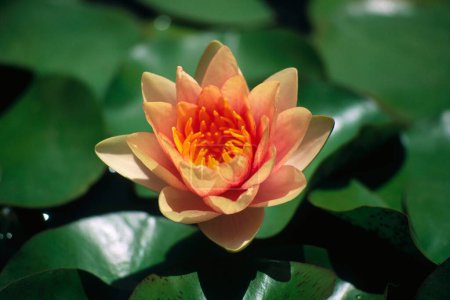 Lotus in pond Nelumbo nucifera , uttan near bhayander , maharashtra , india