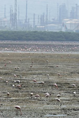 Photo for Lesser flamingos phoenicopterus minor Bombay Mumbai , Maharashtra , India - Royalty Free Image