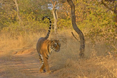 Bengalischer Tiger, Ranthambore Nationalpark, Rajasthan, Indien, Asien