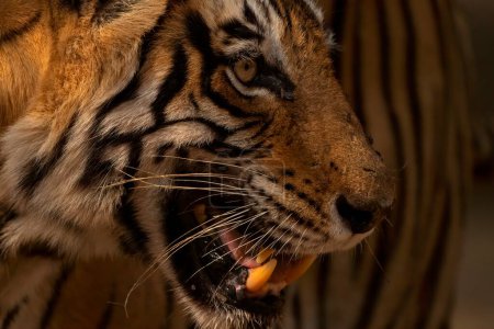 Foto de Foto de un tigre de Bengala en el parque nacional Ranthambhore en la India - Imagen libre de derechos