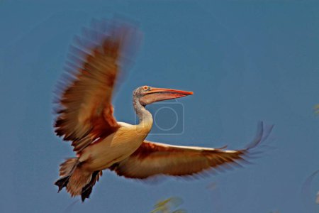Oiseau cigogne peint, télinéelapuram, tekkali, andhra pradesh, Inde, Asie