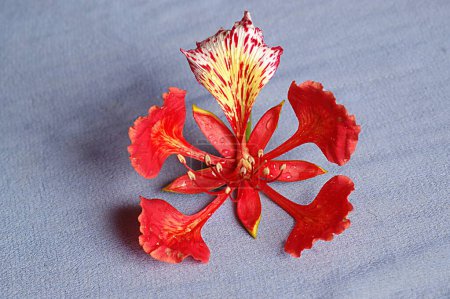 Foto de Flor de árbol de Gulmohar (Caesalpiniaceae) - Imagen libre de derechos