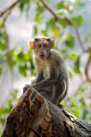 Mono Rhesus (Bonnet Macaque) se encuentran cerca de las cuevas Elephanta; Bombay Mumbai; Maharashtra; India; Asia