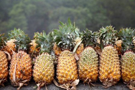 Fruits ; Pineapple Botanical name Ananas comosus kept for sale in the ghat region; mountain region on the way to Periyar; Idukki Dist ; Kerala; India