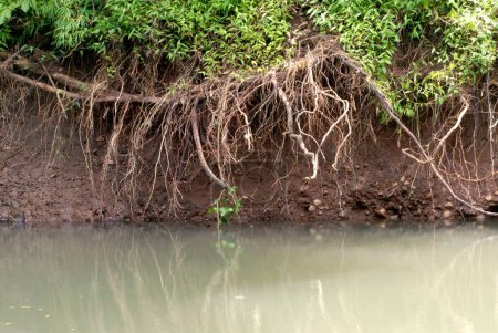 Téléchargez les photos : Des racines ouvertes se forment en raison de l'érosion du sol suspendu au-dessus de la verdure de l'eau sur la colline au bord de la rivière Dahisar au parc national Sanjay Gandhi ; Borivali ; Bombay Mumbai ; Inde - en image libre de droit