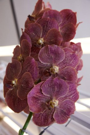 Foto de Flores de orquídea en la naturaleza - Imagen libre de derechos