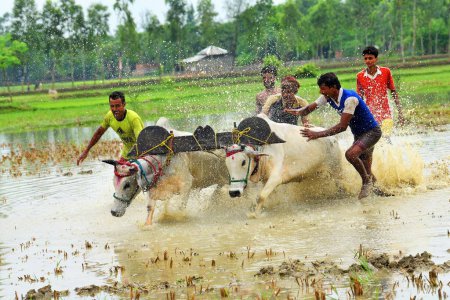 Téléchargez les photos : Moichara festival de course de bétail Herobhanga village, gare de Canning, Bengale occidental, Inde, Asie - en image libre de droit