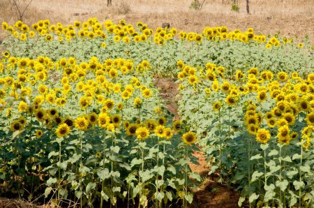 Photo for Sunflower field at Amboli ; Sindhudurgh ; Maharashtra ; India - Royalty Free Image