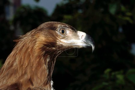 Foto de Aves, Águilas, Tawny Aquila rapax, India - Imagen libre de derechos