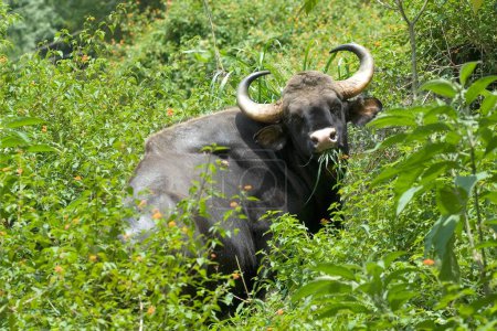 Bison indien Gaur à Singara près de Madumalai ; Nilgiris ; Tamil nadu ; Inde