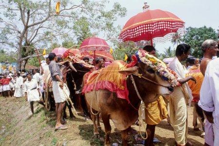 Téléchargez les photos : Taureaux décorés, festivals d'Oachira, Oachira, Kerala, Inde - en image libre de droit