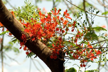 Árbol de flores de gulmohar, delonix regia, caesalpiniaceae