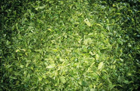 Téléchargez les photos : Pile de feuilles de thé dans l'usine de thé, Assam, Inde - en image libre de droit