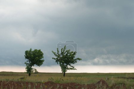 Téléchargez les photos : Arbres debout nuage orageux Ganpatipule Maharashtra Inde Asie Oct 2011 - en image libre de droit