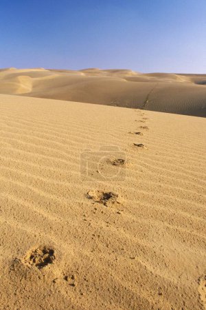 Camel steps in sand , Dunes , Khuri , Jaisalmer , Rajasthan , India