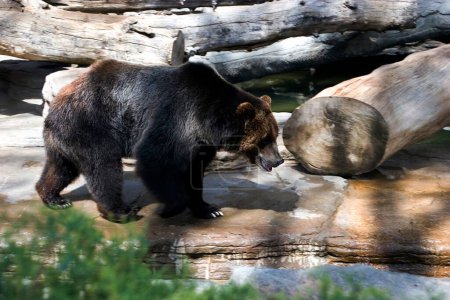 Asiatic Black bear ursus  thibetanus ; Denver Zoo ; U.S.A. United States of America