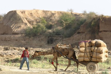 Téléchargez les photos : Homme tirant des chariots de chameau pour le transport des céréales ; Rajasthan ; Inde - en image libre de droit