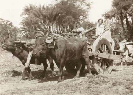 Photo for Plain tales household two buffaloes ride, India - Royalty Free Image