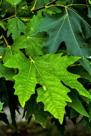 Chinar tree leaf, Dal Lake, Srinagar, Kashmir, India, Asia