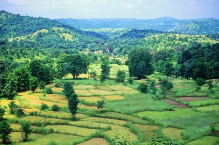 Campos de arroz en la India
