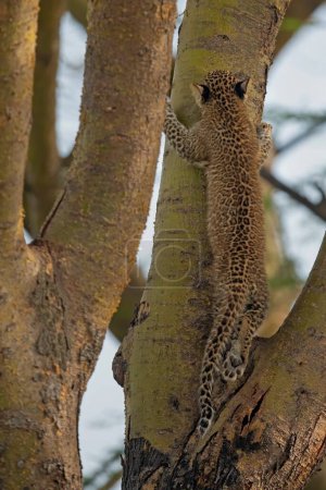 Foto de Cachorro de leopardo africano trepando a un árbol de acacia en Masai Mara Wildlife Refuge en Kenia - Imagen libre de derechos