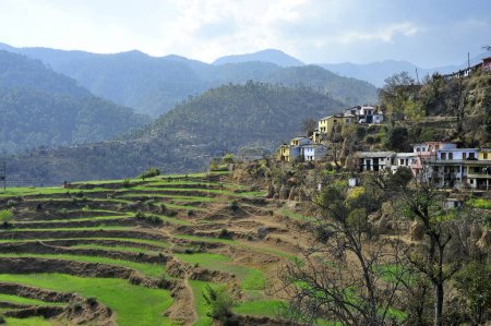 Foto de Terraza agricultura y bijuriya aldea bageshwar uttarakhand India Asia - Imagen libre de derechos