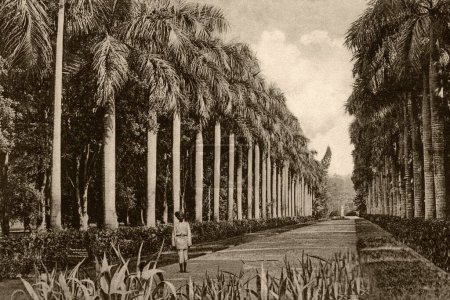 Foto de Antigua avenida postal de palmeras eden jardines, Calcuta Kolkata, Bengala Occidental, India - Imagen libre de derechos
