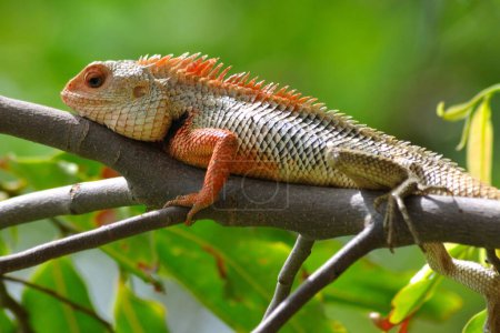Photo for Chameleon ; Jodhpur ; Rajasthan ; India - Royalty Free Image