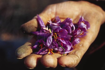 Téléchargez les photos : Fleurs de safran, vallée du Cachemire, jammu & Cachemire, Inde - en image libre de droit