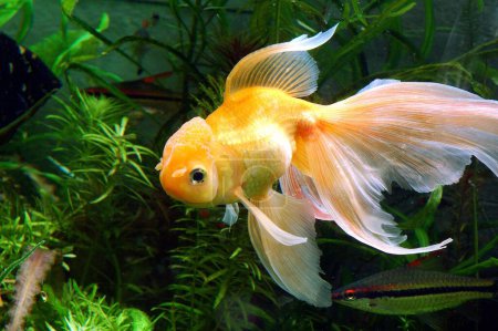 Photo for Fishes , Gold Fish (Chinese Oranda Hi Cap) Latin Name (Carassius Auratus) (Ptero Phyllum Scalare) - Royalty Free Image