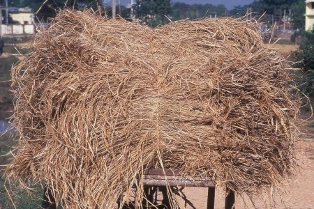 Carro de mano muy cargado con cultivos de arroz, Bodh Gaya, Bihar, India, Asia
