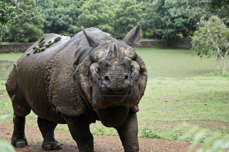Foto de Rinoceronte salvaje mirando a la cámara - Imagen libre de derechos