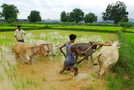 Foto de Ho tribus hombres con toros en el arrozal, Chakradharpur, Jharkhand, India - Imagen libre de derechos