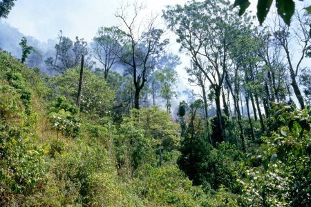 Forest fire, Silent Valley, Nilgiri hills, Palakkad, Kerala, India, Asia
