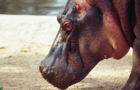 Téléchargez les photos : Hippopotame Hippopotame amphibie, parc zoologique nehru, hyderabad, andhra pradesh, Inde - en image libre de droit