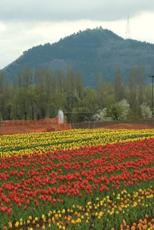 Tulip garden at foot hills Srinagar Jammu and Kashmir India Asia