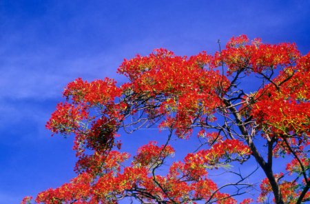 Gulmohar Baum mit Himmel auf dem Hintergrund