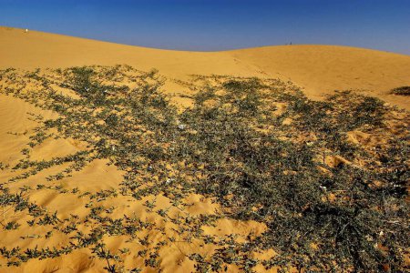 Téléchargez les photos : Desert Plants in Thar desert, Sam Sand Dunes, Jaisalmer, Rajasthan, Inde - en image libre de droit