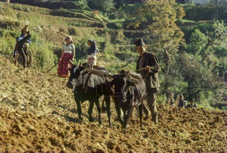 Photo for Farmer ploughing field, nepal, Asia - Royalty Free Image