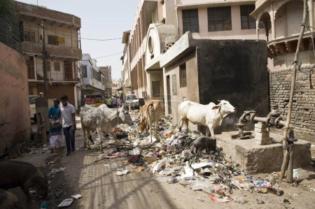 Téléchargez les photos : Vache mangeant des ordures, mathura, uttar pradesh, Inde, asie - en image libre de droit