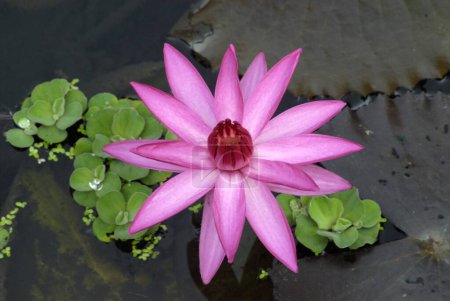Téléchargez les photos : Lotus violet Nelumbo nucifera à Saras baug ; Pune ; Maharashtra ; Inde - en image libre de droit