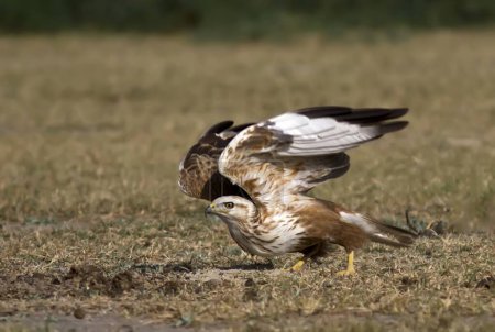 Adler bei Rajasthan Indien