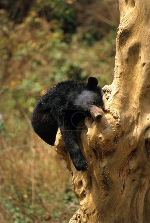Foto de Himalaya Black Bear (selenarctos thibetanus), Santuario de Vida Silvestre de Manas, Assam, India - Imagen libre de derechos